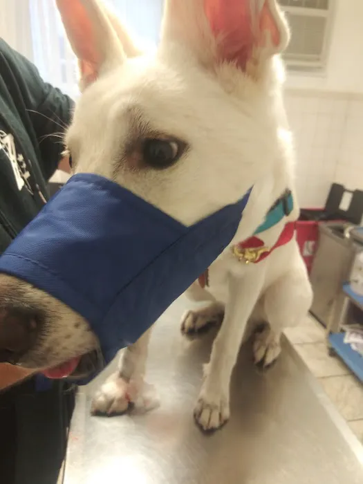 Lyndhurst Animal Hospital Inc 12