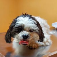 Ridge Road Animal Hospital ico