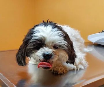 Ridge Road Animal Hospital