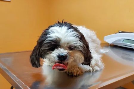 Ridge Road Animal Hospital