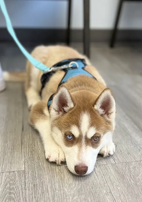 Ridge Road Animal Hospital 12