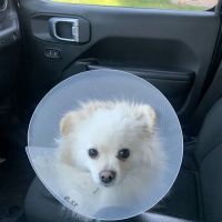 Northwest Animal Clinic ico