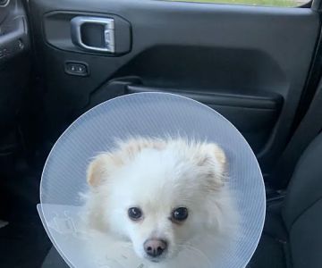 Northwest Animal Clinic