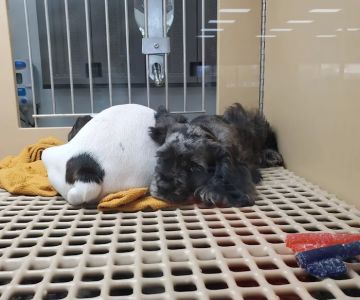 Petland Oklahoma City