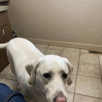 9 Tel Animal Hospital ico