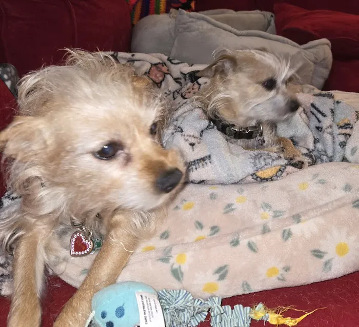 9 Tel Animal Hospital 9