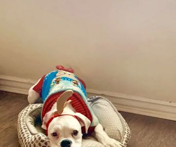 Petco