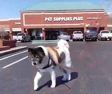 Pet Supplies Plus Edmond (Kickingbird