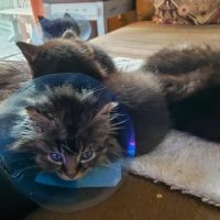Southfield Veterinary Hospital ico