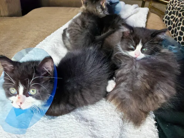 Southfield Veterinary Hospital 5