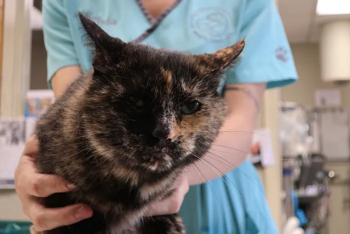 Beverly Hills Veterinary Associates 5