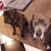 Beverly Hills Veterinary Associates ico
