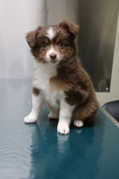 Beverly Hills Veterinary Associates 7