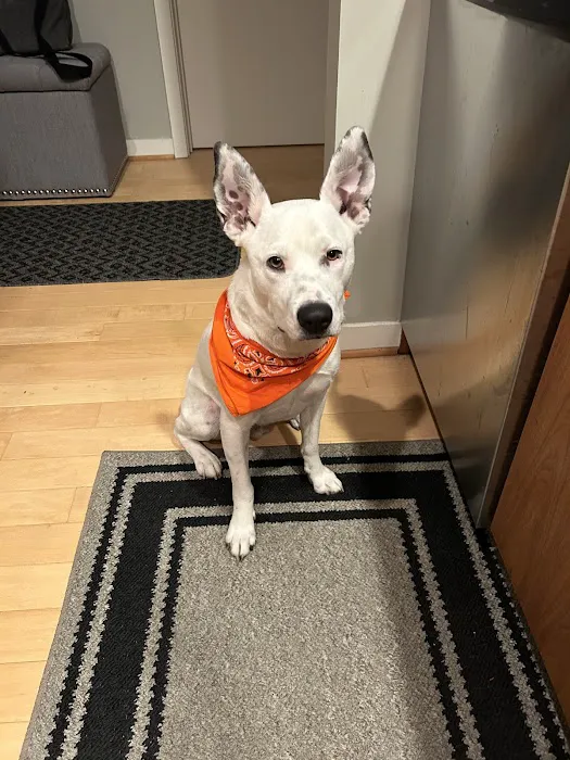 Beverly Hills Veterinary Associates 3