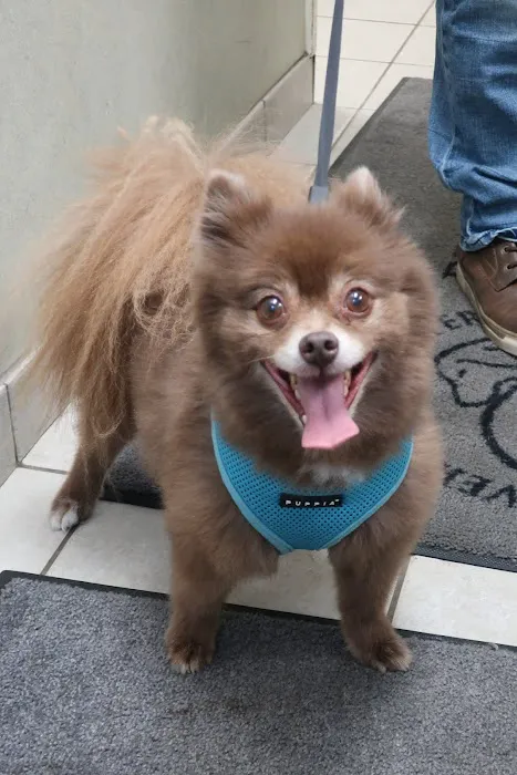 Beverly Hills Veterinary Associates 9