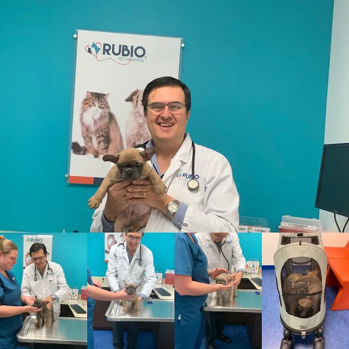 Rubio Pet Hospital 12