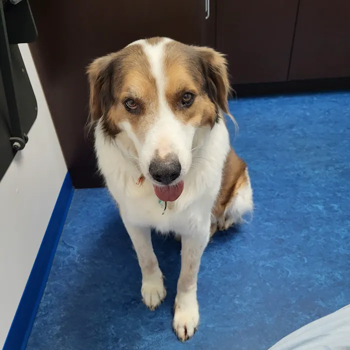 Rubio Pet Hospital 12