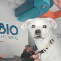 Rubio Pet Hospital ico