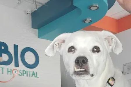 Rubio Pet Hospital