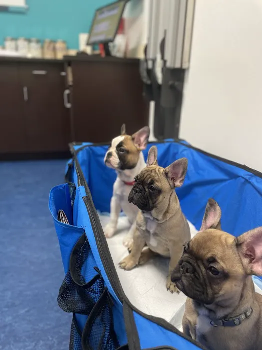 Rubio Pet Hospital 12
