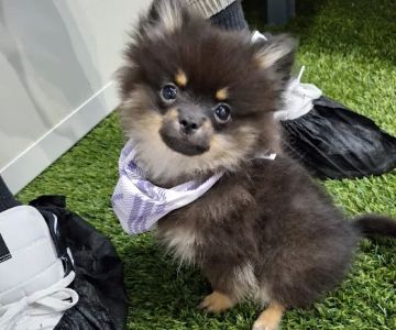 Pettito