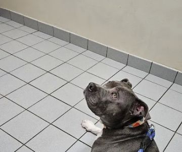 Suntree Animal Clinic