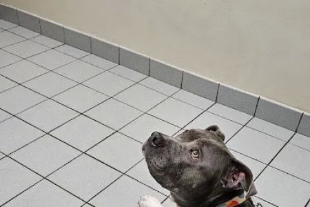 Suntree Animal Clinic