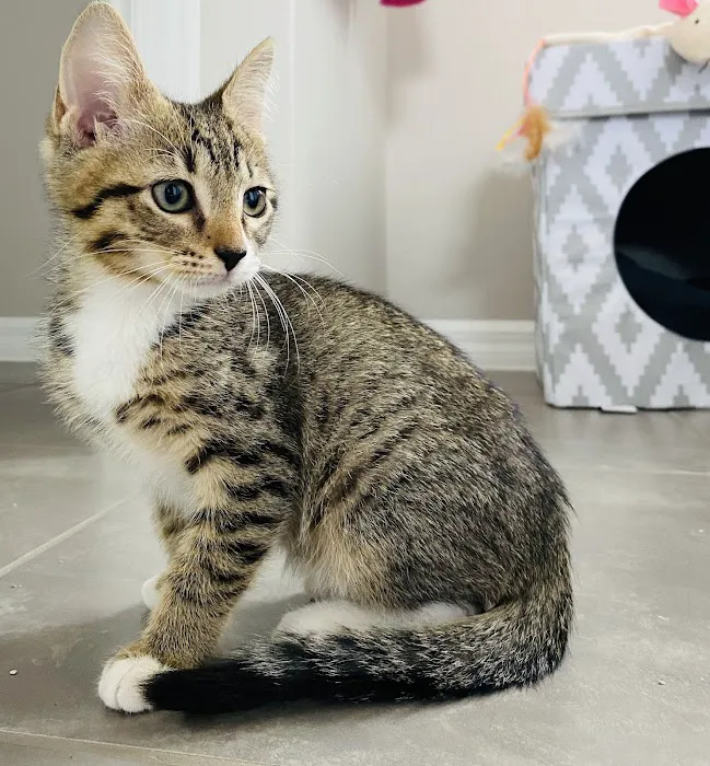 Suntree Animal Clinic 12