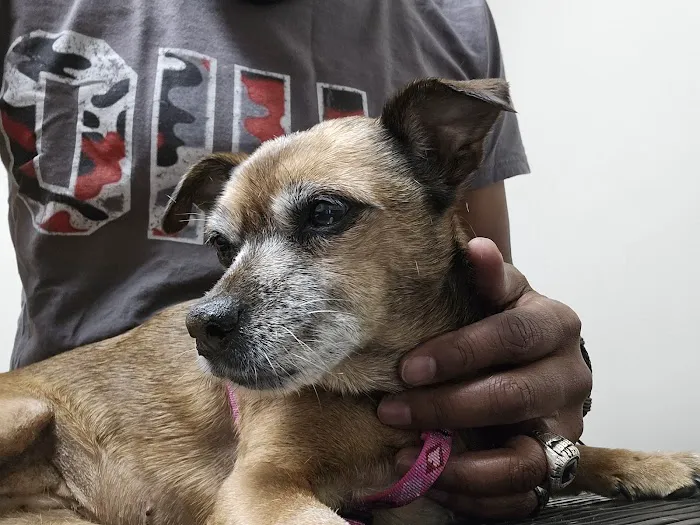 Suntree Animal Clinic 12