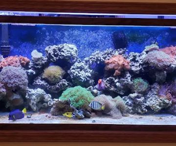 Aqualife Aquarium Systems