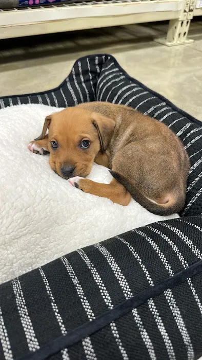 Harbor City Animal Hospital 12