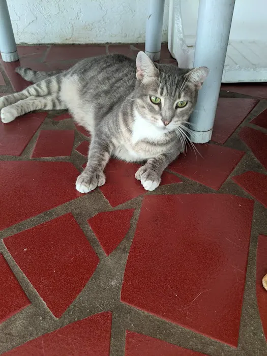 Harbor City Animal Hospital 12