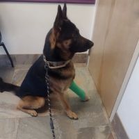 Veterinary Specialty Center ico