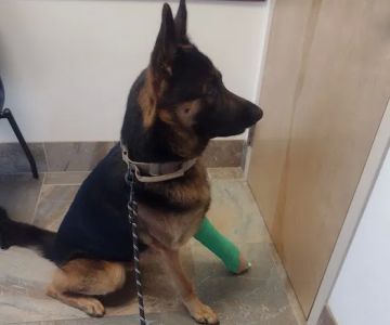 Veterinary Specialty Center