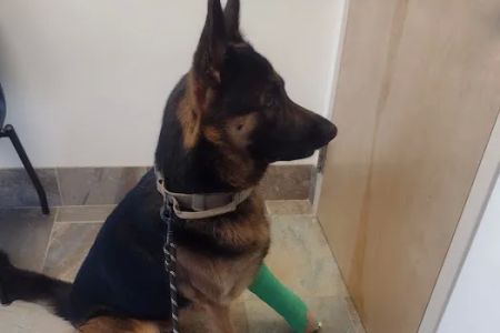 Veterinary Specialty Center