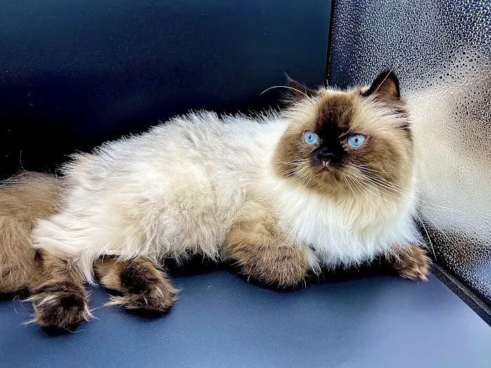 Englewood Animal Health Center 12