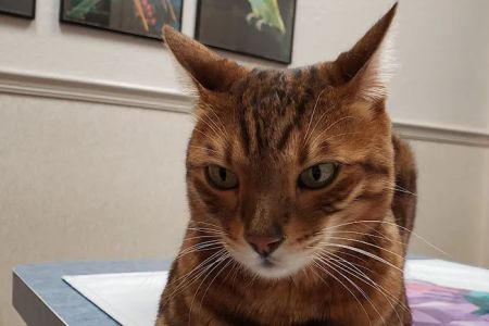 Lemon Bay Animal Hospital