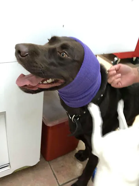 Sunnybrook Animal Hospital 12