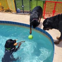 Sunnybrook Animal Hospital ico
