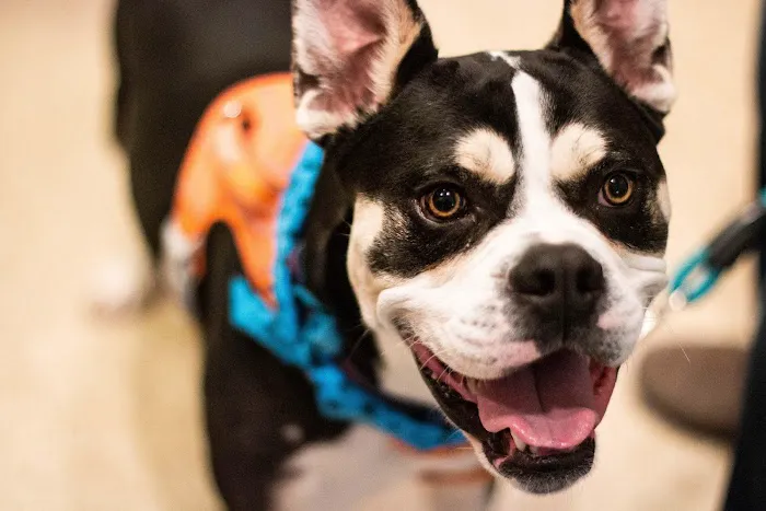 TotalBond Veterinary Hospital at Paw Creek 7