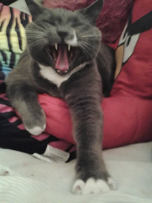 Carolina Cat Clinic: Cristobal Kayla DVM 3