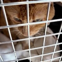 Carolina Cat Clinic: Cristobal Kayla DVM ico