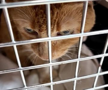 Carolina Cat Clinic: Cristobal Kayla DVM