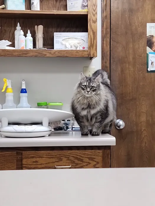 Carolina Cat Clinic: Cristobal Kayla DVM 2