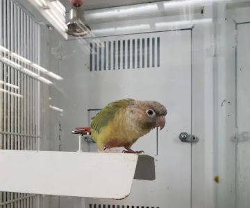 Petco