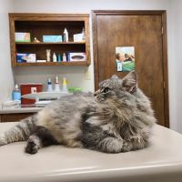 Gaston Veterinary Hospital PA ico