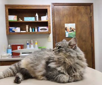 Gaston Veterinary Hospital PA