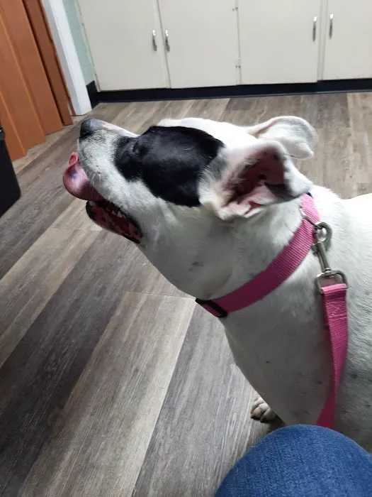 Gaston Veterinary Hospital PA 6