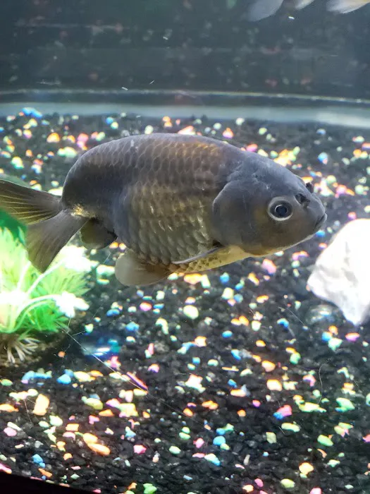 Finatics Aquarium & Pet Center 12