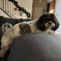 Whole Pet Veterinary Hospital - Mountain Island ico